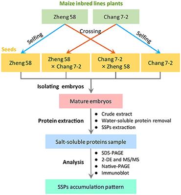 Accumulation Profiles of Embryonic Salt-Soluble Proteins in Maize Hybrids and Parental Lines Indicate Matroclinous Inheritance: A Proteomic Analysis